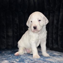 Kevin - White male Sheepadoodle puppy in Tennessee, Illinois from The Artman Family