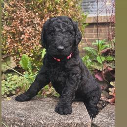 Wren (bright pink collar) - Black female Poodle puppy in Batavia, Ohio from The Livezey Standard-CKCS and Standard Poodles