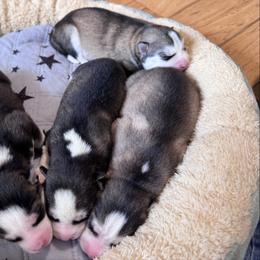 Rainy - Black and white female Pomsky puppy in Venus, Pennsylvania from Hemlock Pines Pomsky