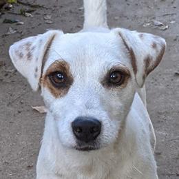 Bonz - Jack Russell Terrier
