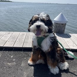 Bernedoodle and Goldendoodle All Grown Up from Rose canyon doodles
