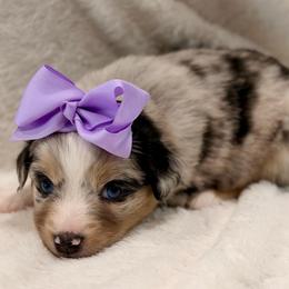 Purple collar - Blue merle female Miniature Australian Shepherd puppy in 32046, Florida from River Hill Ranch