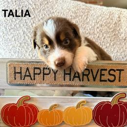 Talia - Red tri-color female Australian Shepherd puppy in Plympton, Massachusetts from Silverchip Aussies