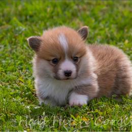 Cornbread - White and red male Pembroke Welsh Corgi puppy in Williams, California from Half Hitch Corgis
