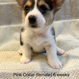 Pink Collar (female) - Black and tan Pembroke Welsh Corgi puppy in Paris, Kentucky from Laurel Glen Farm Corgis
