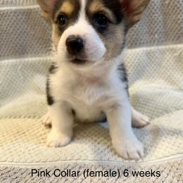 Pink Collar (female) - Black and tan Pembroke Welsh Corgi puppy in Paris, Kentucky from Laurel Glen Farm Corgis