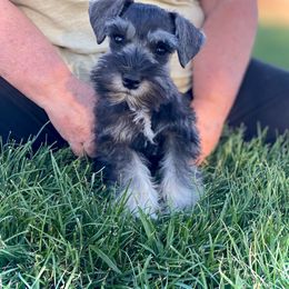 Penelope - female Miniature Schnauzer puppy in Weston, Idaho from Silver Sage Schnauzers