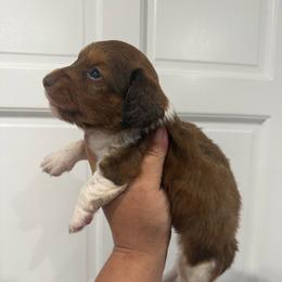 Blitzen - Chocolate male Dachshund puppy in Fort Myers, Florida from Lady Margery’s Dachshunds