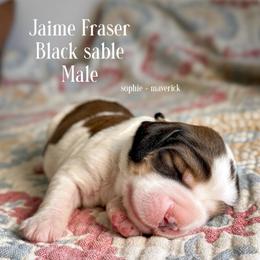 Jaime Fraser - Liver white and tan male English Springer Spaniel puppy in Tupalo, Mississippi from Butterfield Trail Farm