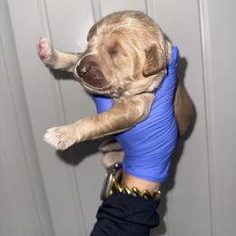 Girl 4 - Cream female Goldendoodle puppy in Fayetteville, Arkansas from Silver Hill Farm