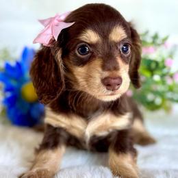 Pooh bear (2800 pet) - Chocolate and cream female Dachshund puppy in Augusta, Arkansas from Savvy-Dee's Dachshunds