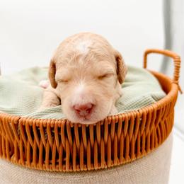 Logan - Apricot male Goldendoodle puppy in North Carolina from Tuxedo Mountain Doodles