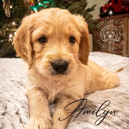 Goldendoodle and Golden Retriever Puppies from Duerr's Doodles & Retrievers