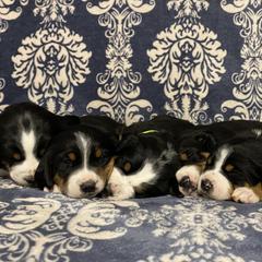 Greater Swiss Mountain Dog Puppies from Legacy Creek
