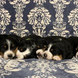 Greater Swiss Mountain Dog Puppies from Legacy Creek