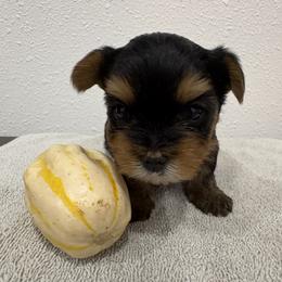 Ruby - Blue and gold female Yorkshire Terrier puppy in Portland, Oregon from Bohemian Beauty Yorkshire Terrier
