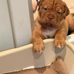 Yellow - Red male Dogue de Bordeaux puppy in Summit, New Jersey from Bolshaya Bordeaux