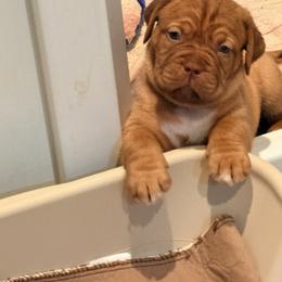 Yellow - Red male Dogue de Bordeaux puppy in Summit, New Jersey from Bolshaya Bordeaux