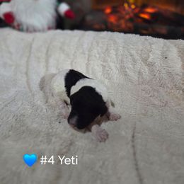 Yeti - Parti male Poodle puppy in Osage Beach, Missouri from Pups Are Us