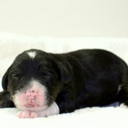Muffin - Black tri-color female Aussiedoodle puppy in Decatur, Illinois from Signature Doodles