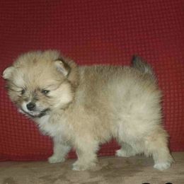 Pomeranians from BL Poms Heaven