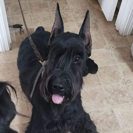 Beatrice - Giant Schnauzer
