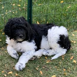 Poodle Puppies from Blue Moon Puppies