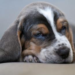 Floyd - Blue tan and white male Basset Hound puppy in Knoxville, Tennessee from Well Hounded Bassets