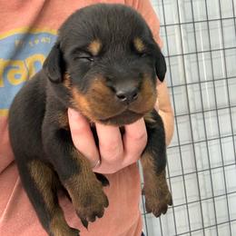 Gray - Black and rust female Beauceron puppy in Floyd’s Knobs, Indiana from Birdwing Beaucerons