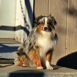 Finn - Miniature Australian Shepherd