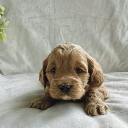 Rosie - Red and white female Cockapoo puppy in Lucas, Ohio from Willow Lane Puppy