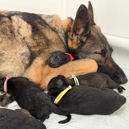 Pink Female - Black female German Shepherd puppy in Saratoga Springs, Utah from Vom Stille Teufelshunde Kennels