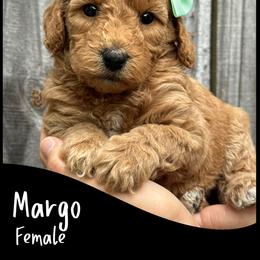 Margo - Red  female Goldendoodle puppy in Angier, North Carolina from A Breed Above Kennels