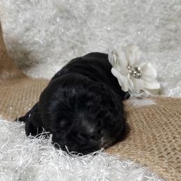 Cocker Spaniel Puppies from Chloe's Cocker Spaniels
