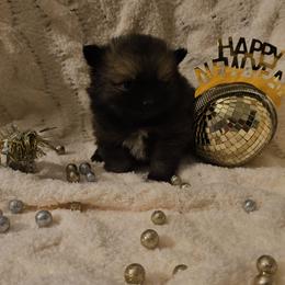 Onyx - Wolf sable male Pomsky puppy in Decatur, Illinois from Petite Pups
