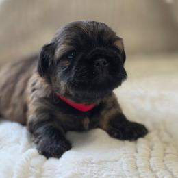 Doralee - Brown female Shichon puppy in Ronda, North Carolina from Willow River