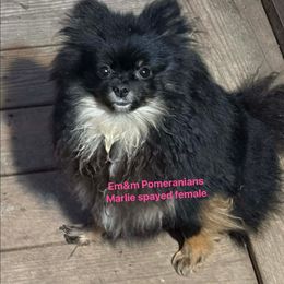 Marlie pet only - Black and tan female Pomeranian puppy in Kentucky from Em&M Pomeranians