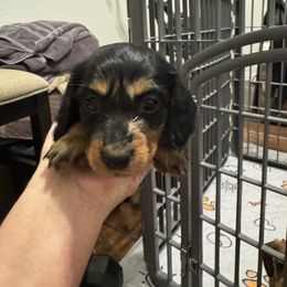 Dachshund Puppies from Waddell Weenies