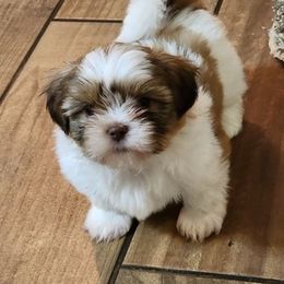 Shih Tzus from Jennifer's Shih Tzus
