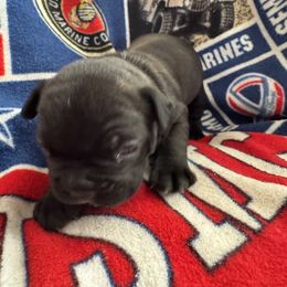 French Bulldog All Grown Up from Pipsters