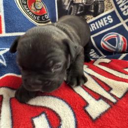 French Bulldog All Grown Up from Pipsters