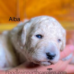 Alba - Cream female Poodle puppy in Greenville, North Carolina from Grace Poodles