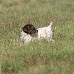 TBD - Liver roan female German Shorthaired Pointer puppy in Albany, Texas from Big Country Kennels