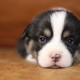 Pembroke Welsh Corgi Puppies from Ayers Acres Corgis
