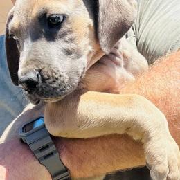 Girl 2 - Fawn female Great Dane puppy in Devine, Texas from Texas Devine Danes & Aussies