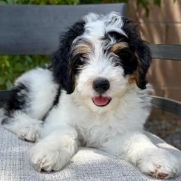 Page - Tri-color female Bernedoodle puppy in Gilbert, Arizona from 5280 Bernedoodles