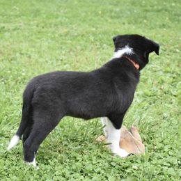 Border Collie Puppies from Porter’s Borders