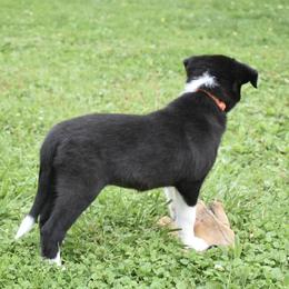 Border Collie Puppies from Porter’s Borders