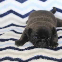 Dino - Brindle male Pug puppy in Tuscola, Illinois from Dream on puppies