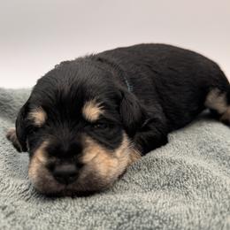 Miniature Schnauzer Puppies from Blissful Standards